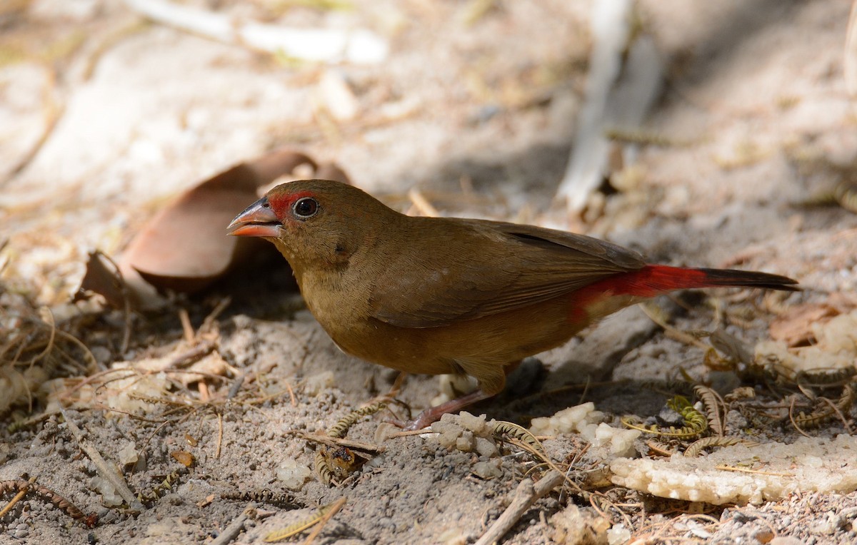 Red-billed Firefinch - Eric Francois Roualet