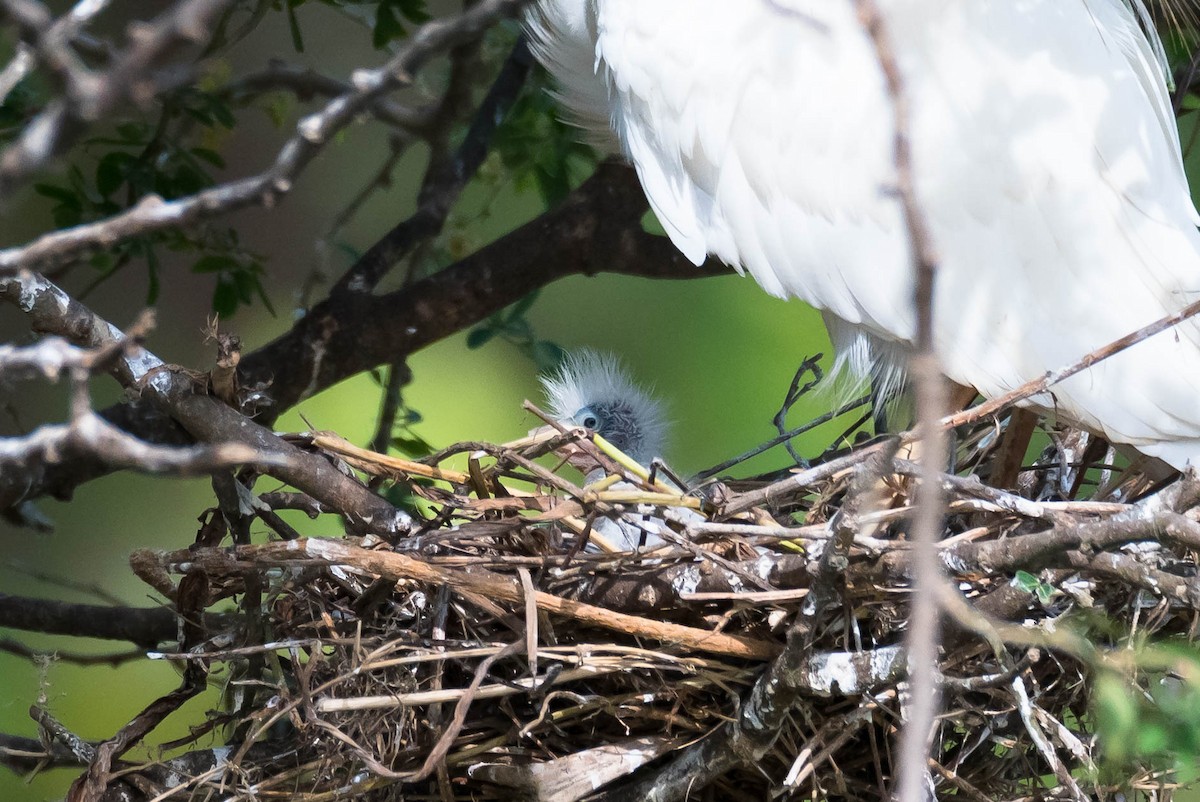 Western Cattle Egret - ML204985811