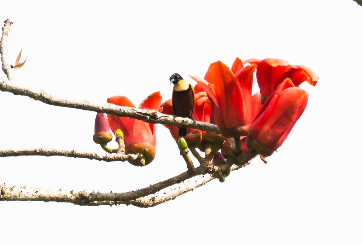 Buff-throated Sunbird - ML204986161