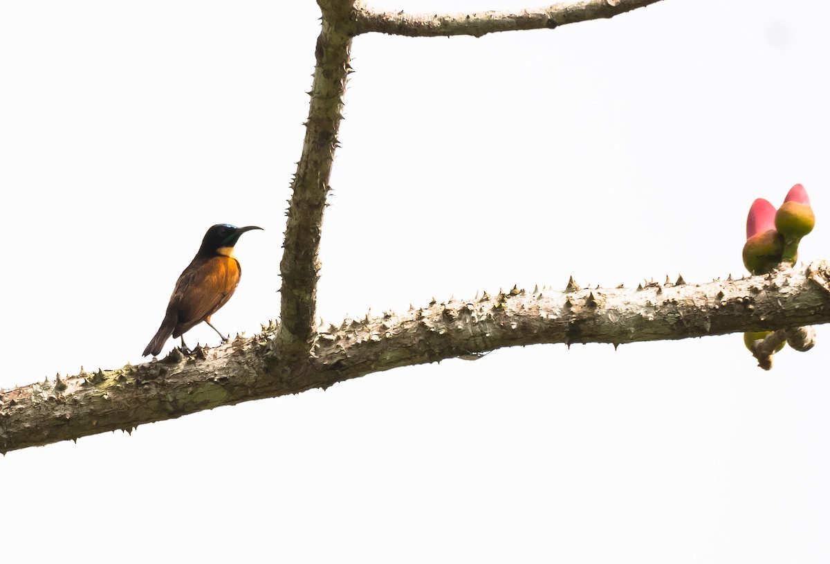 Buff-throated Sunbird - ML204986261