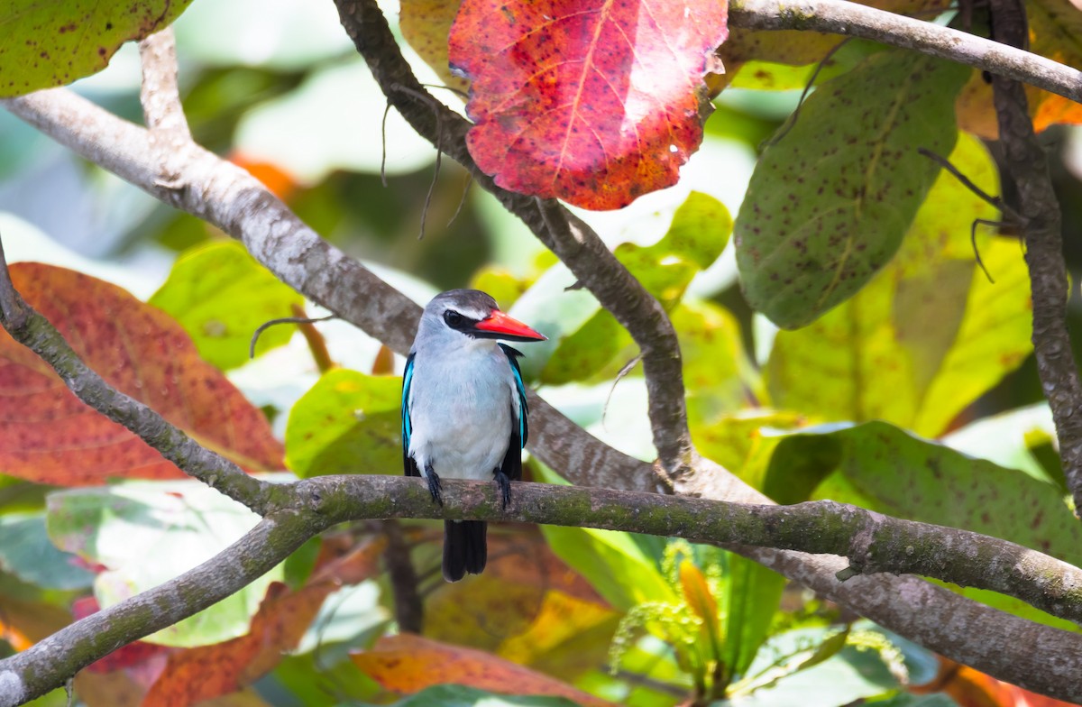 Woodland Kingfisher - ML204986331