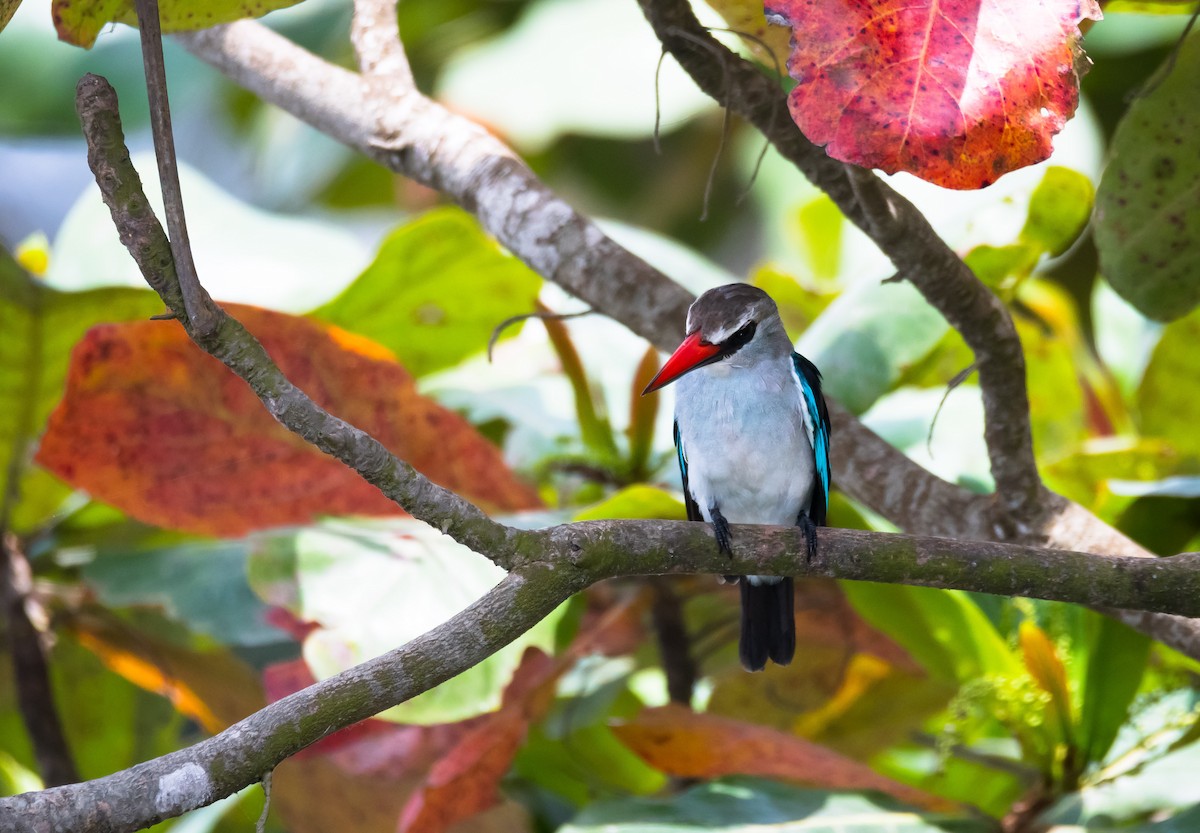 Woodland Kingfisher - Eric Francois Roualet