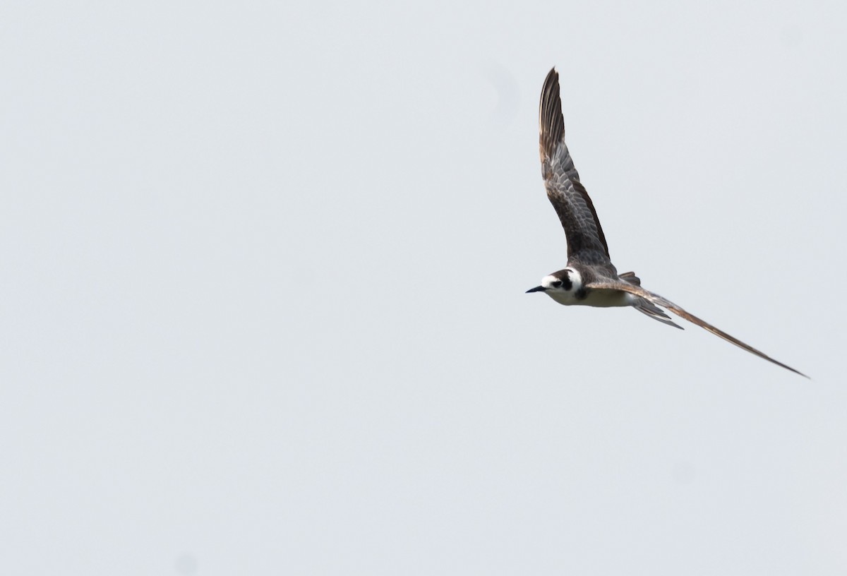 Black Tern (Eurasian) - ML204986351