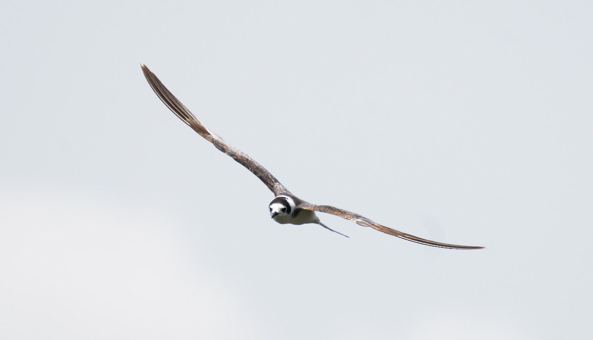 Black Tern (Eurasian) - ML204986361