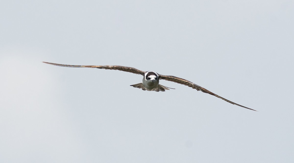 Black Tern (Eurasian) - ML204986371