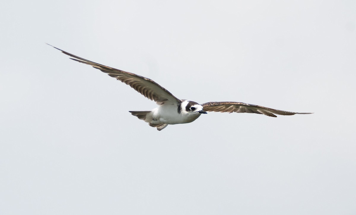 Black Tern (Eurasian) - ML204986381