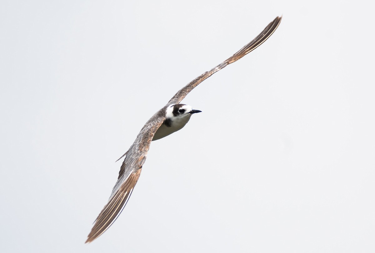 Black Tern (Eurasian) - ML204986391