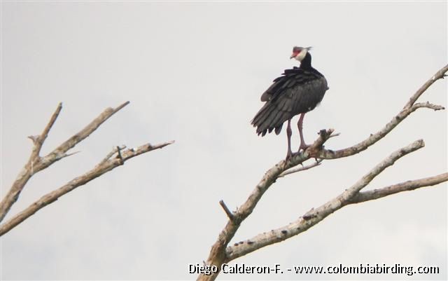 Northern Screamer - Diego Calderón-Franco @diegoCOLbirding