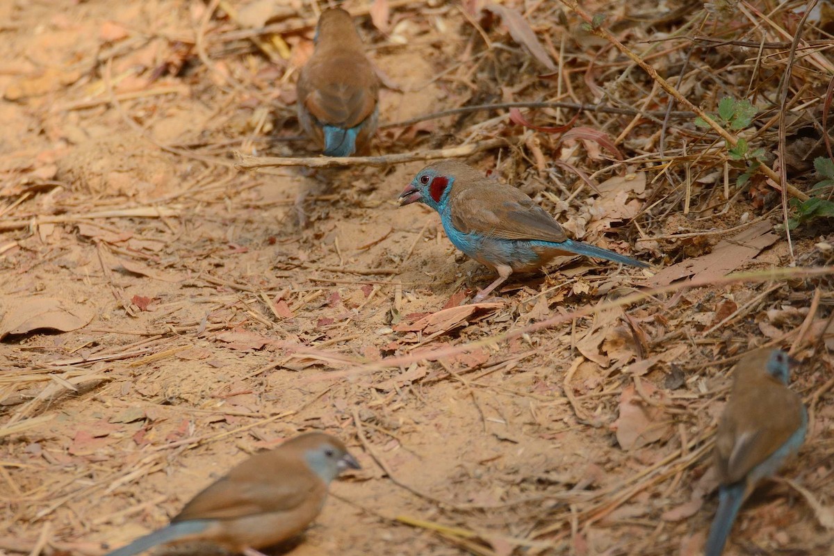 Red-cheeked Cordonbleu - Eric Francois Roualet