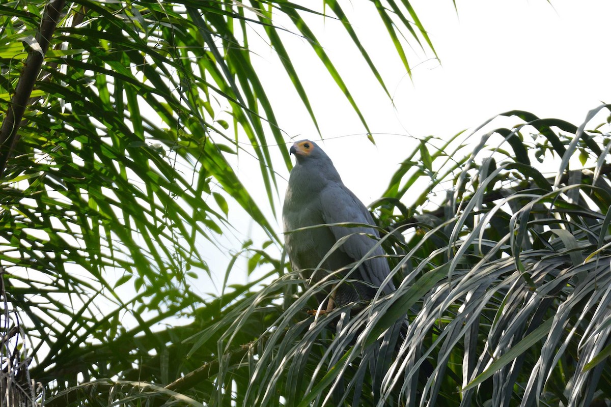 African Harrier-Hawk - ML204986801