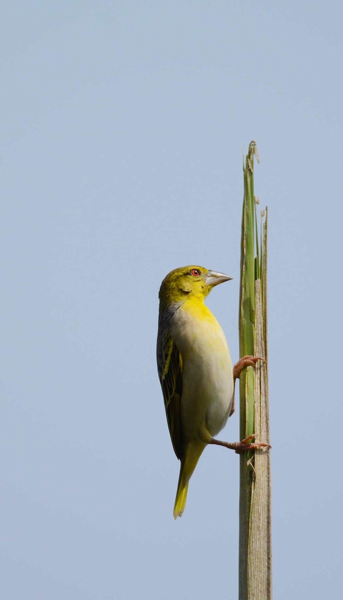 Tejedor Africano (grupo cucullatus) - ML204986811