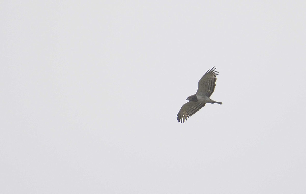 Beaudouin's Snake-Eagle - ML204986841