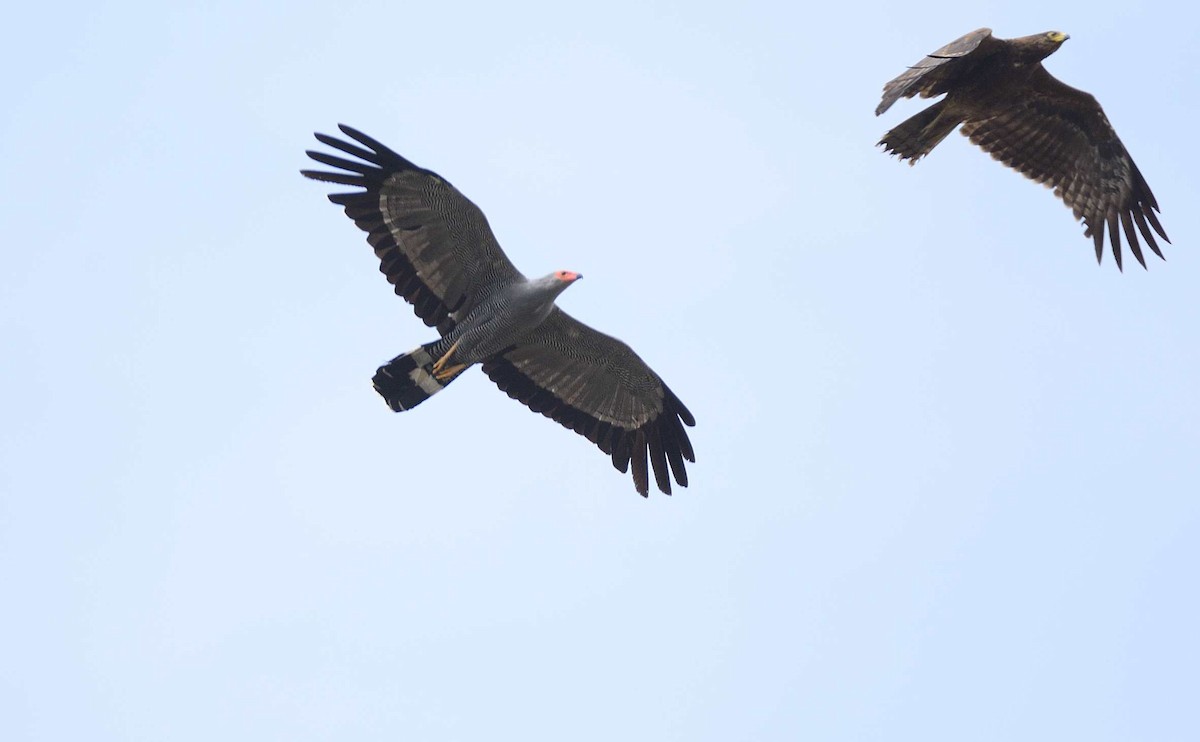 African Harrier-Hawk - ML204986871