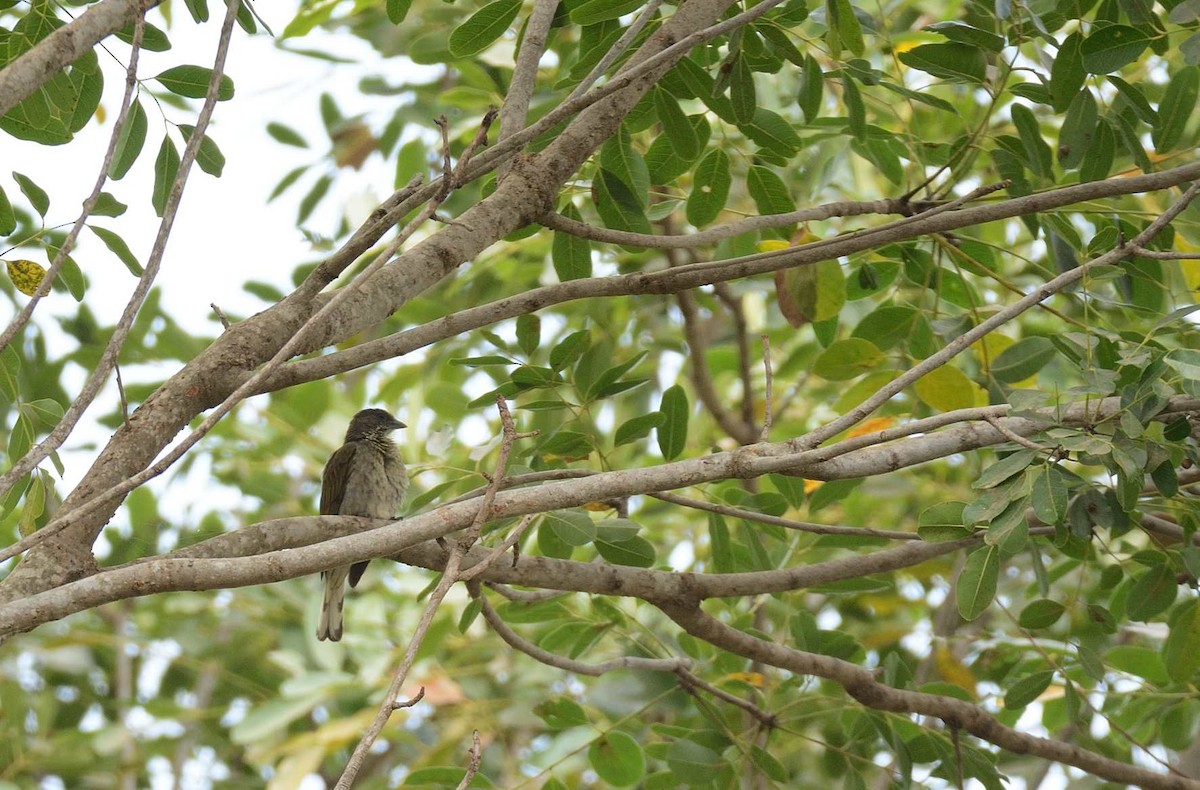 Spotted Honeyguide - ML204986881