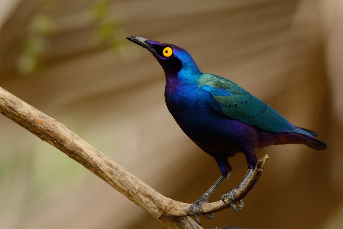 Purple Starling - Éric Francois Roualet