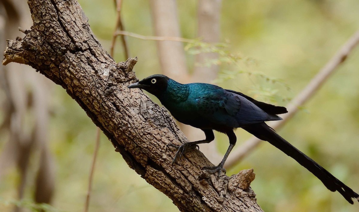 Long-tailed Glossy Starling - ML204986921
