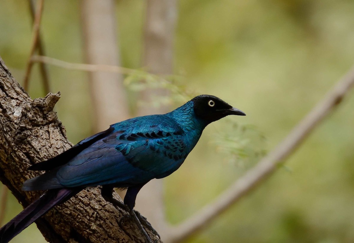 Long-tailed Glossy Starling - Eric Francois Roualet