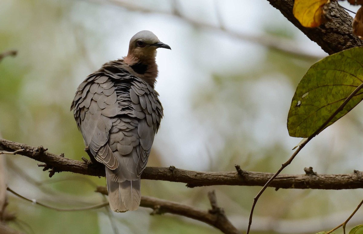 Red-eyed Dove - ML204986961