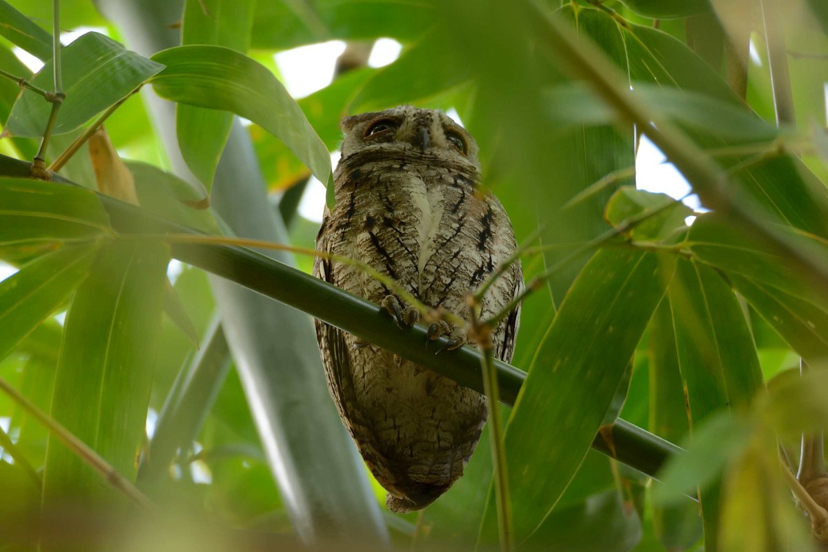 African Scops-Owl (African) - ML204987061