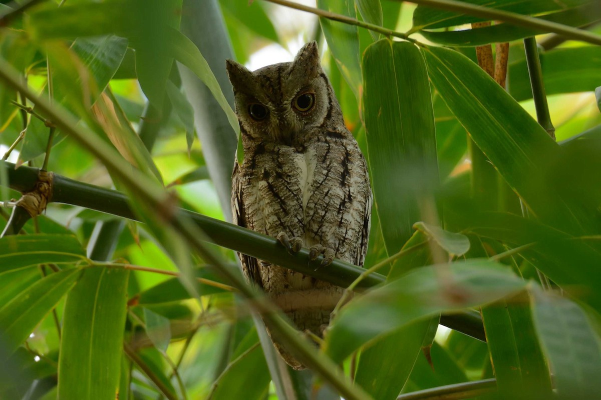 African Scops-Owl (African) - ML204987071