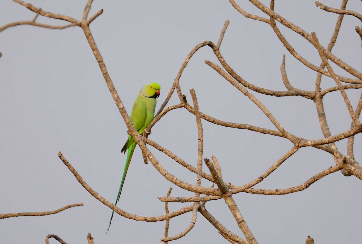 Rose-ringed Parakeet - ML204987081