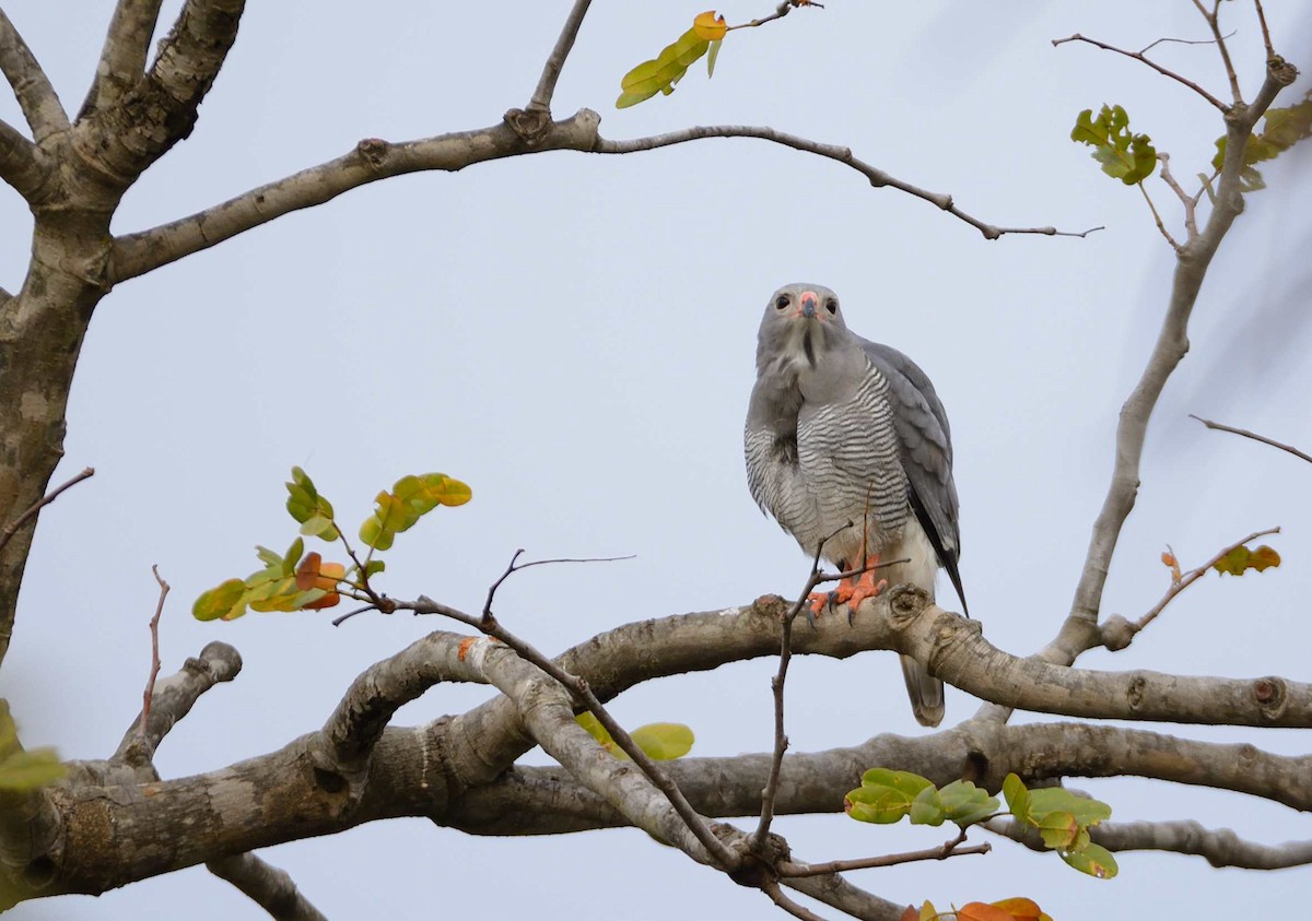 Lizard Buzzard - ML204987111