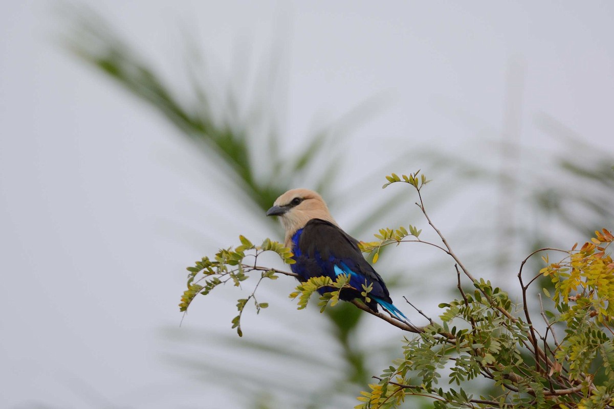 Blue-bellied Roller - ML204987121