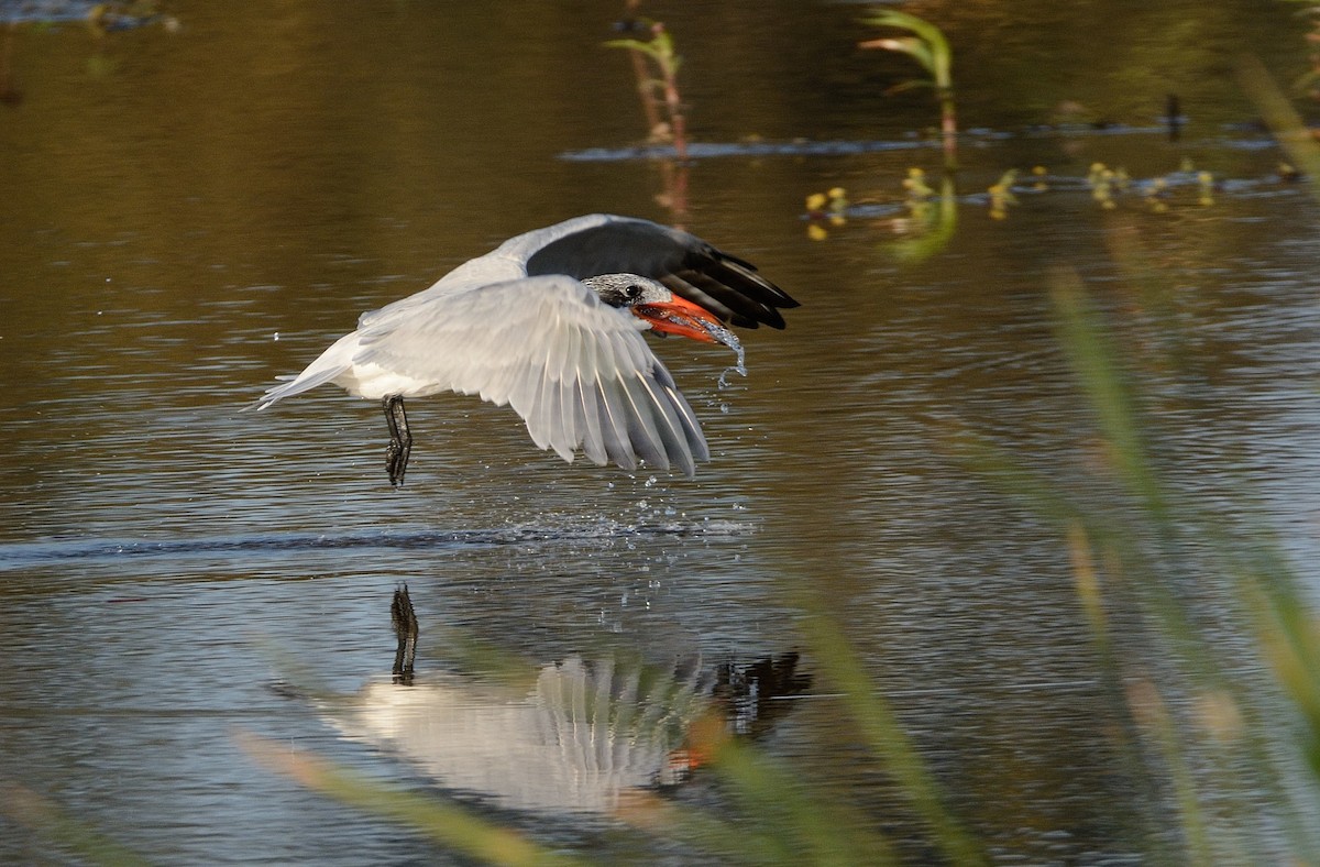 Caspian Tern - ML204987641