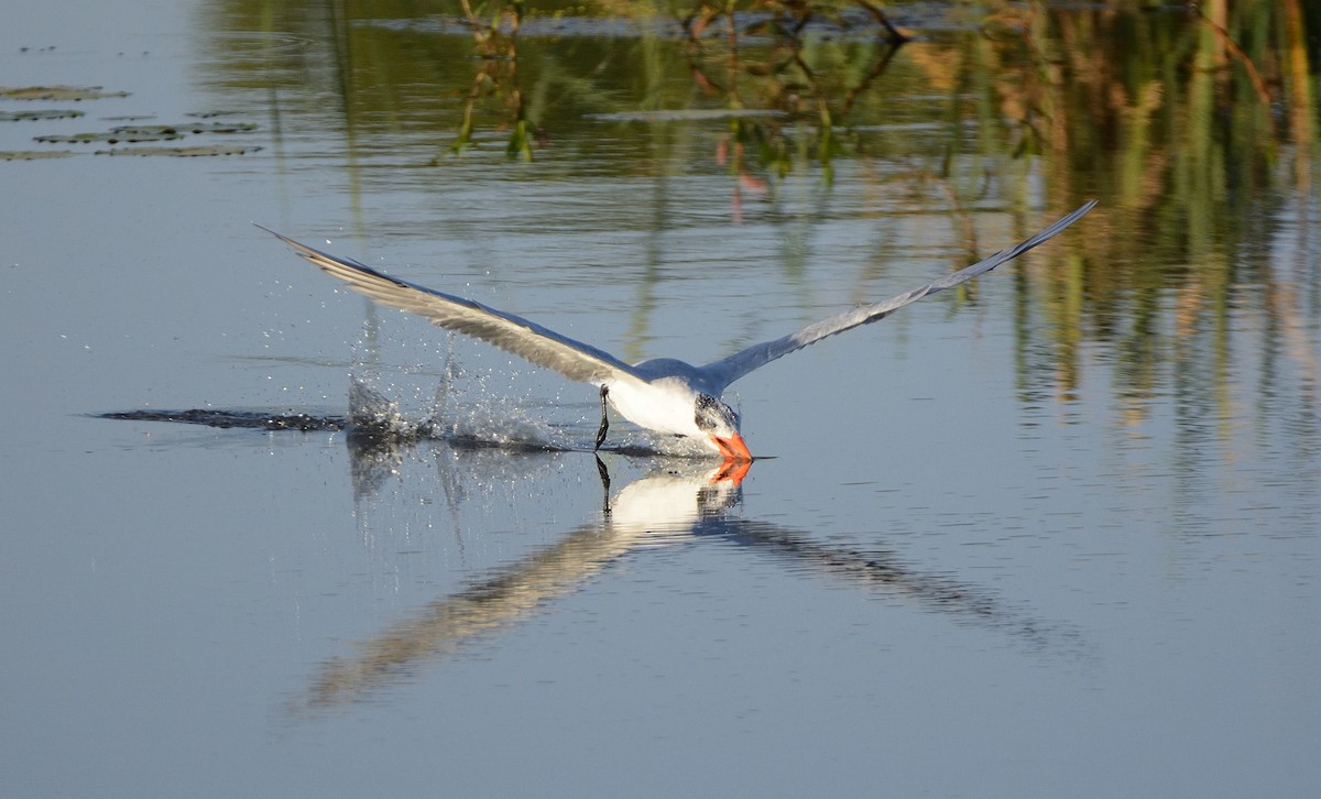 Caspian Tern - ML204987651