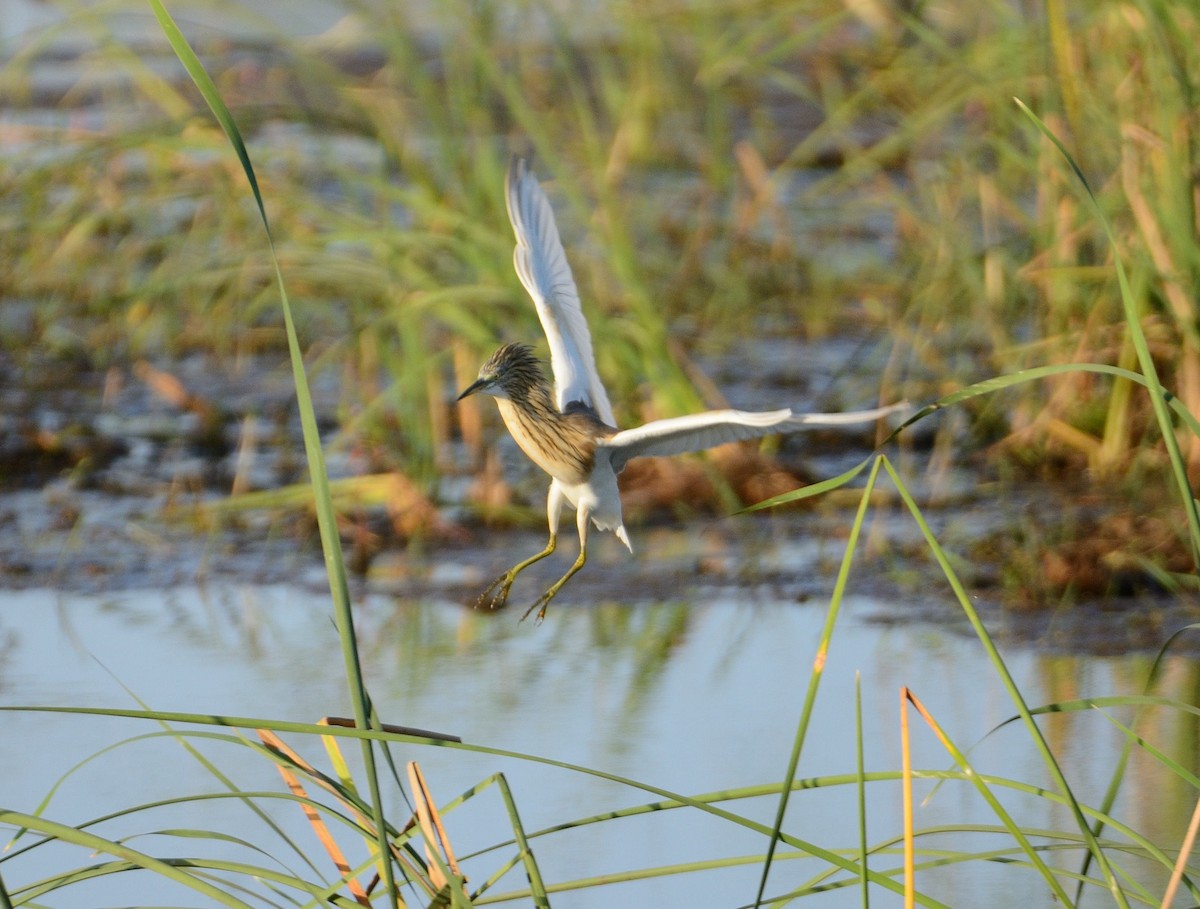 Squacco Heron - ML204987671