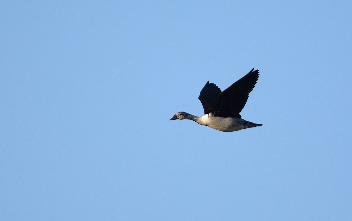 Knob-billed Duck - ML204987691