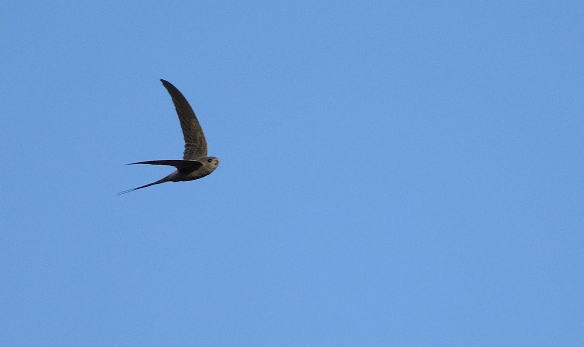 African Palm Swift - ML204987741