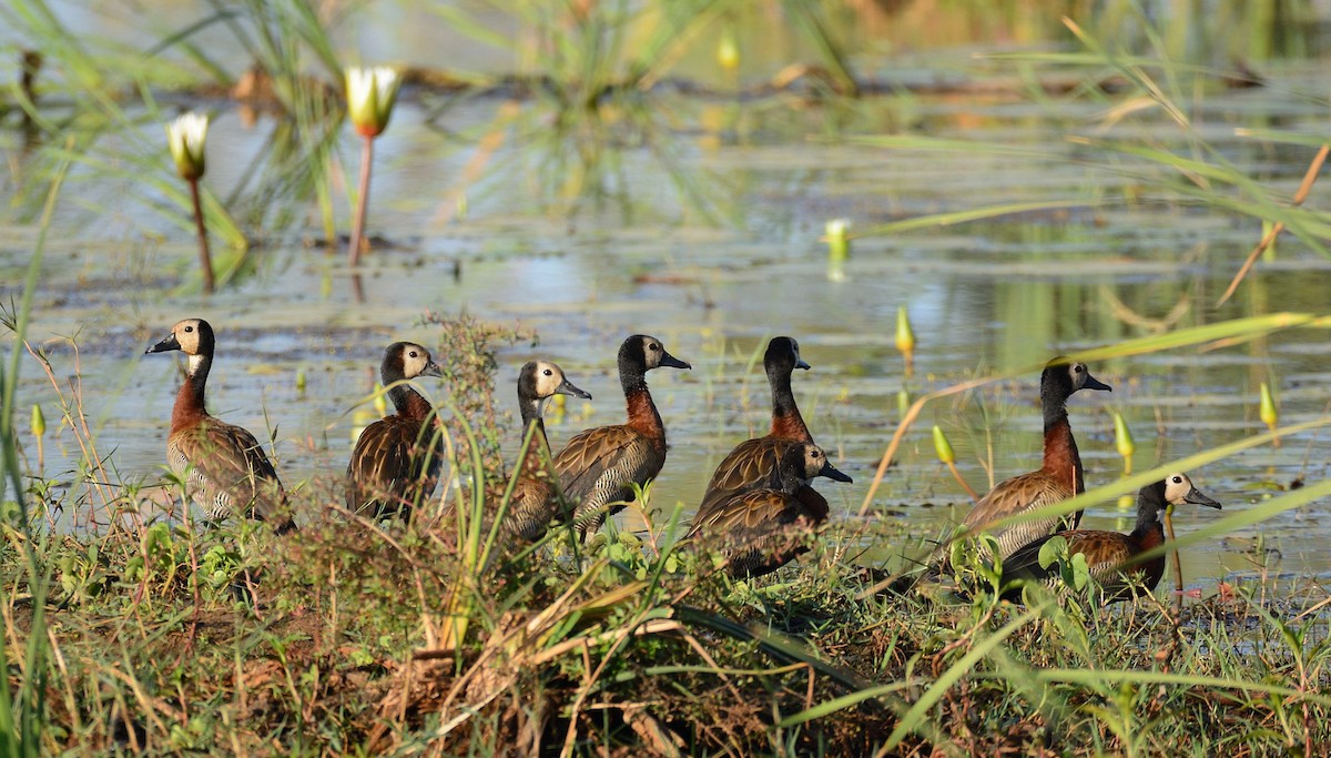 White-faced Whistling-Duck - ML204987751