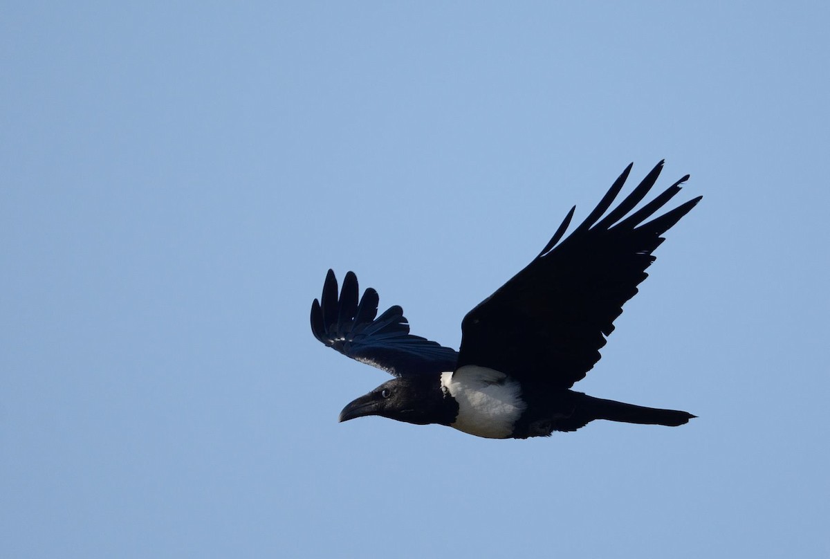 Pied Crow - ML204987791