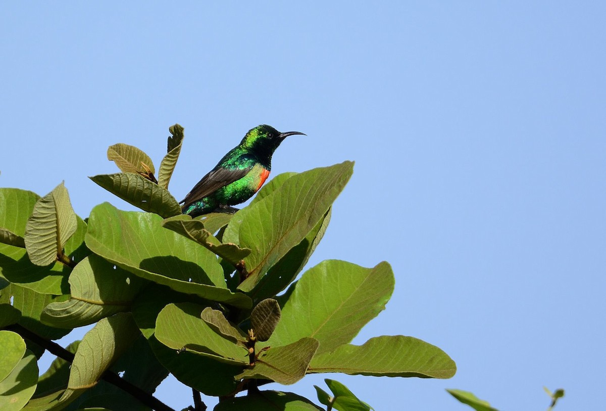 Beautiful Sunbird (Beautiful) - ML204987801