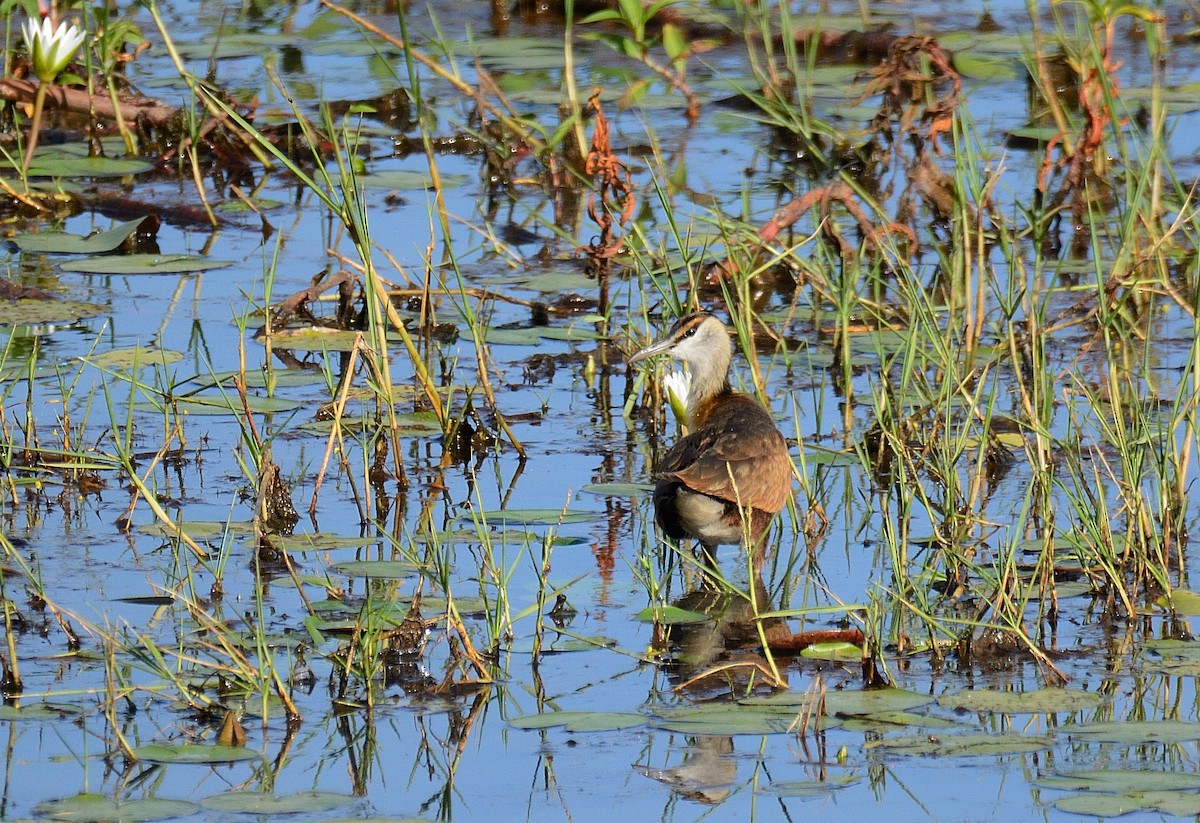 African Jacana - ML204987831