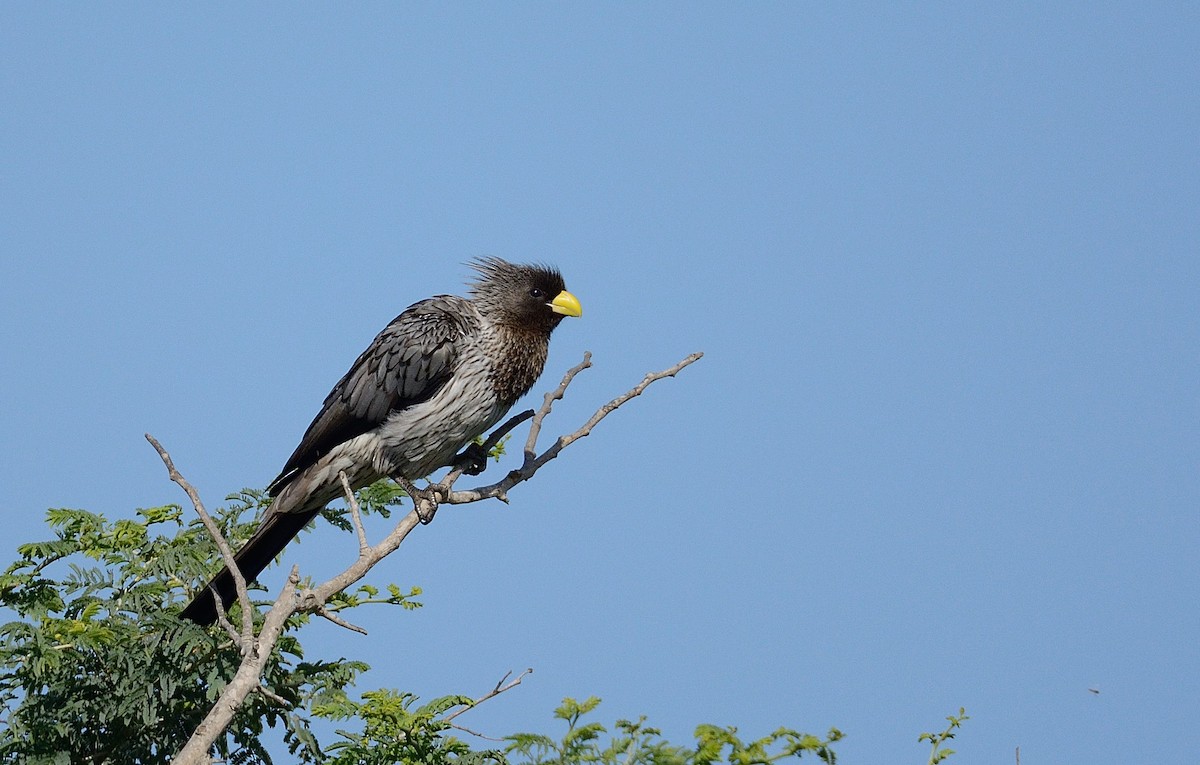 Western Plantain-eater - ML204987891