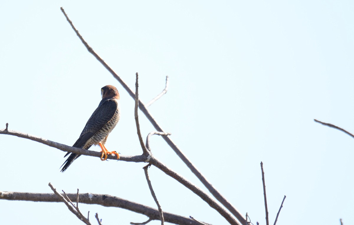 dřemlík rudohlavý (ssp. ruficollis/horsbrughi) - ML204987901