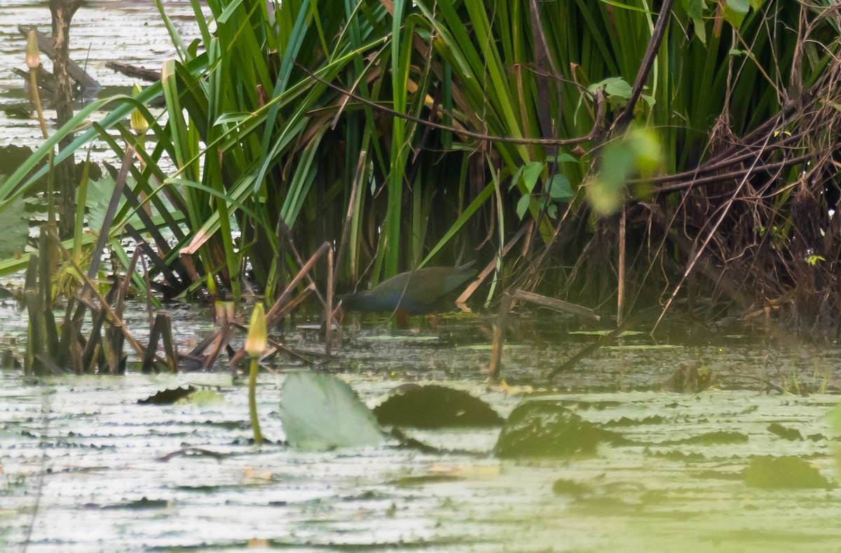 Allen's Gallinule - ML204988201