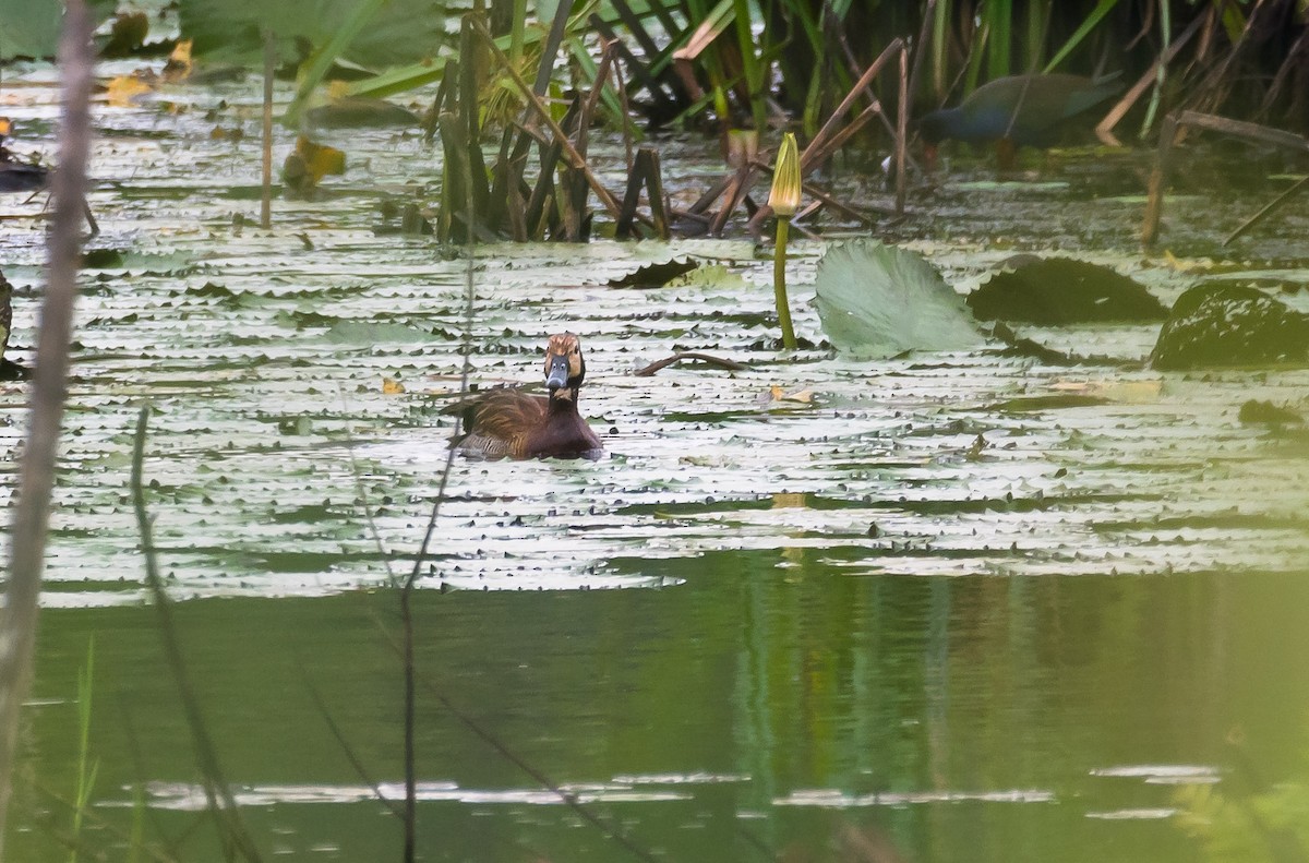 White-faced Whistling-Duck - Eric Francois Roualet