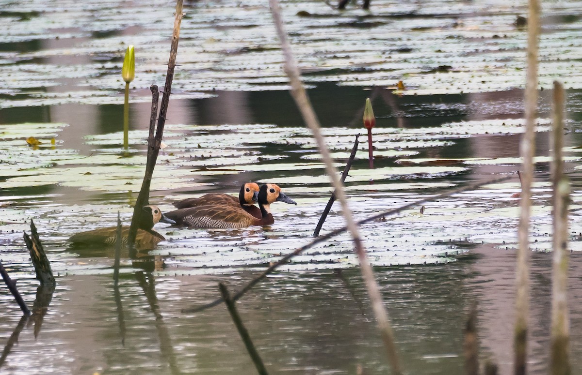 White-faced Whistling-Duck - ML204988221