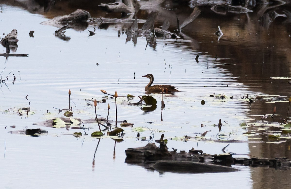 African Finfoot - ML204988251