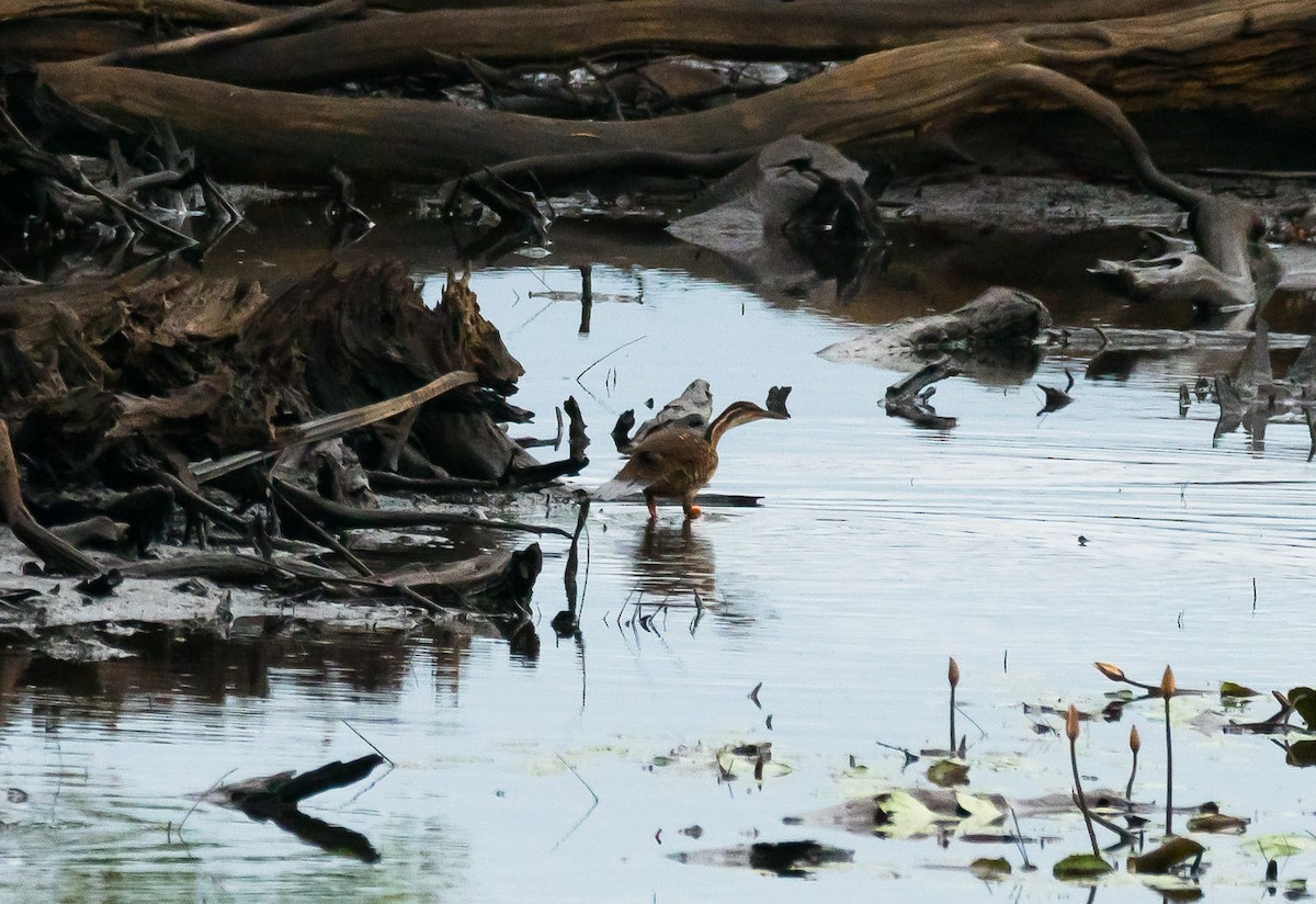 African Finfoot - ML204988261