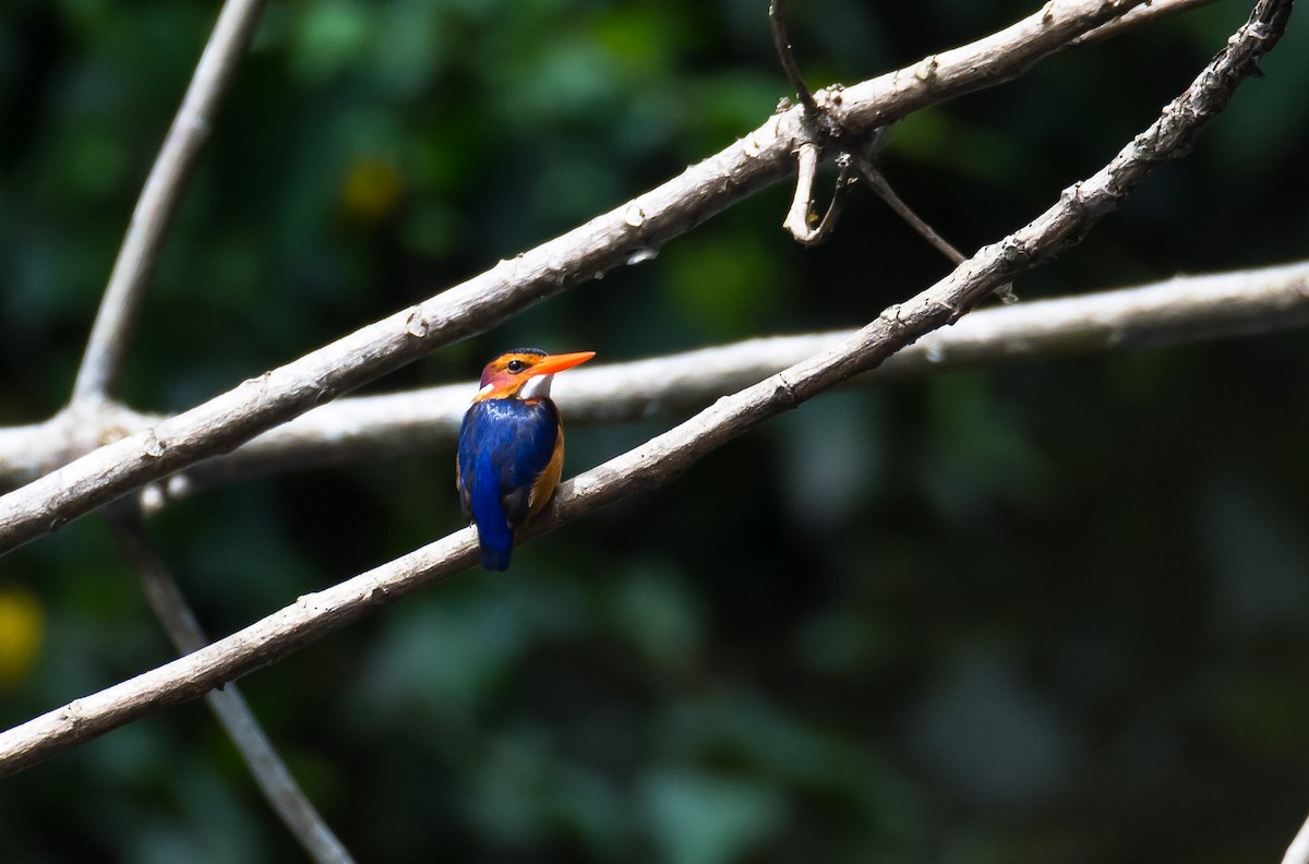 African Pygmy Kingfisher - Eric Francois Roualet