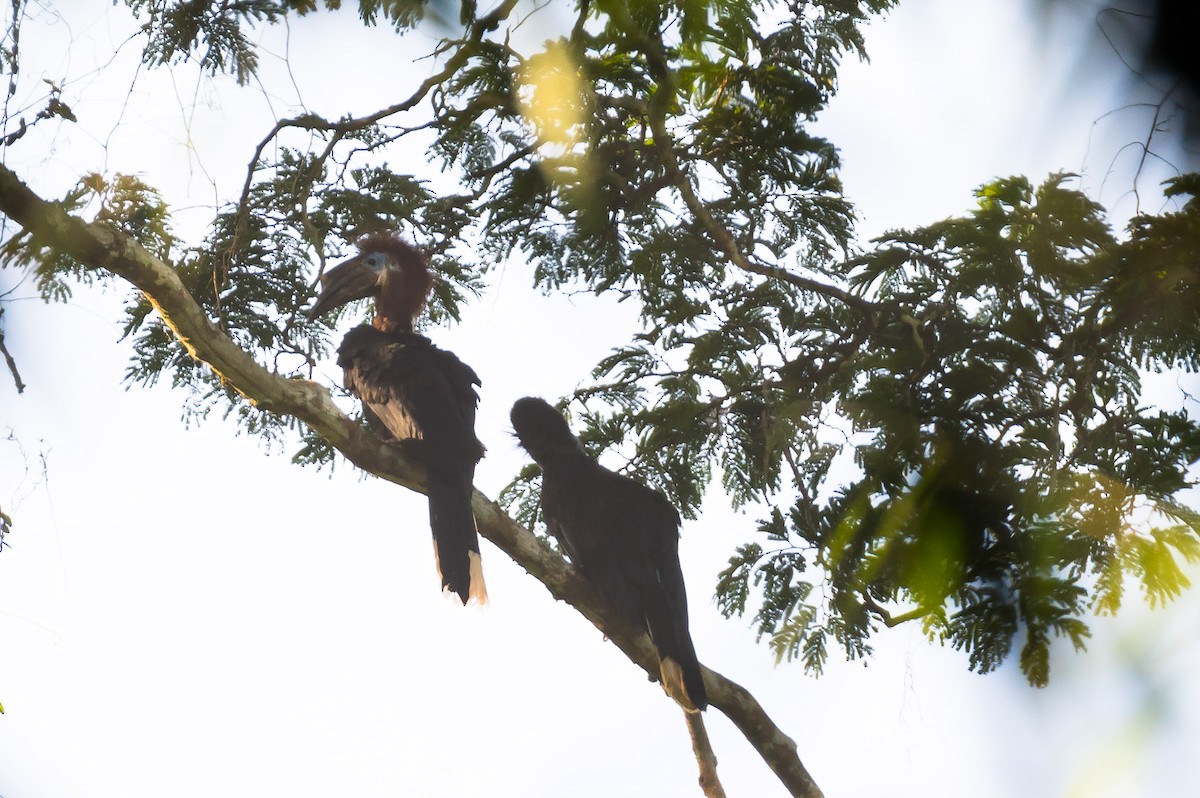 Black-casqued Hornbill - Eric Francois Roualet