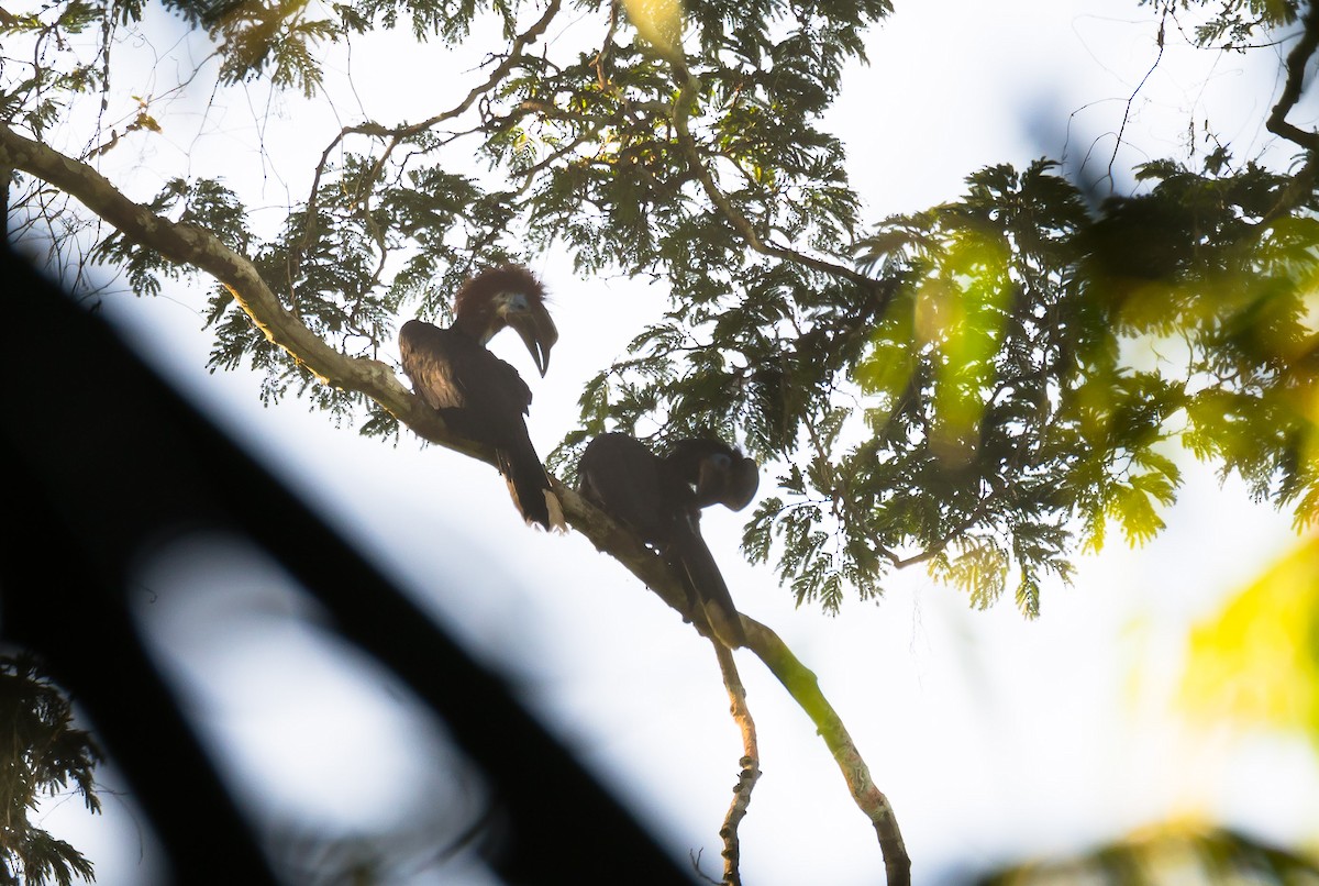 Black-casqued Hornbill - ML204988461