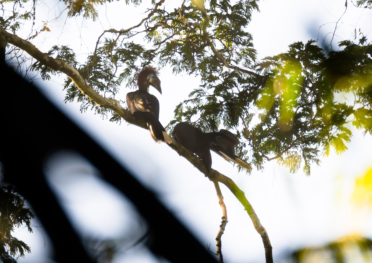 Black-casqued Hornbill - ML204988471