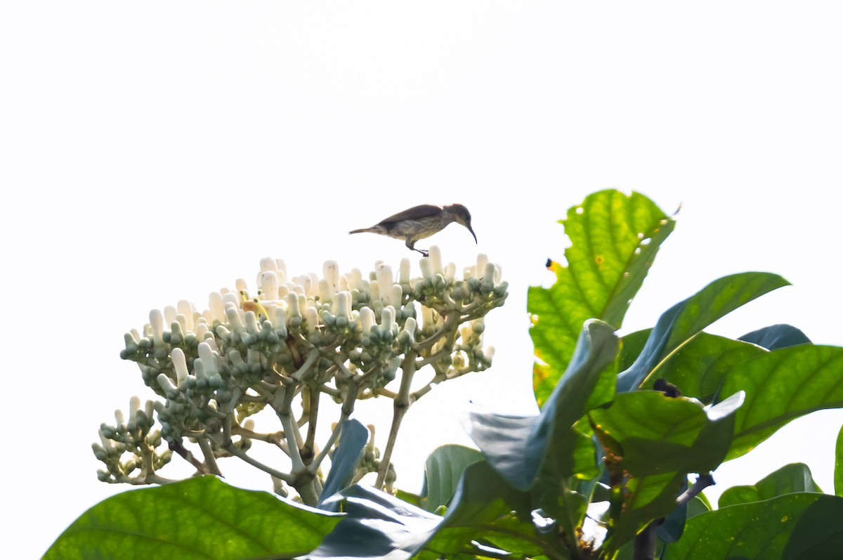 Buff-throated Sunbird - ML204988701