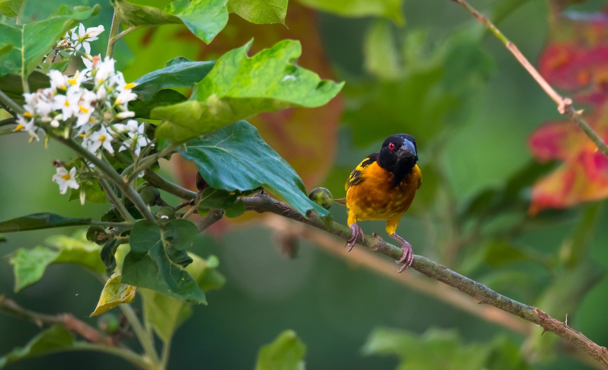 Village Weaver (Black-headed) - ML204988741