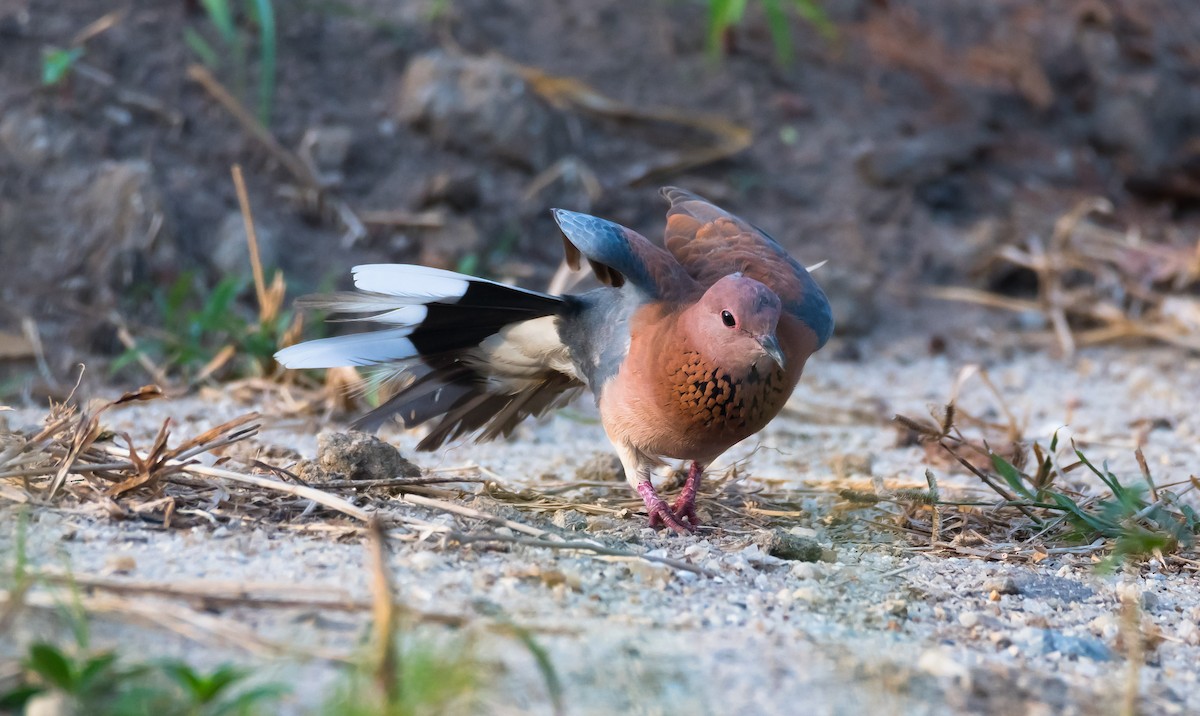 Tórtola Senegalesa - ML204988771